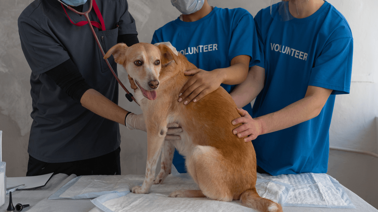 hospital veterinário Moema