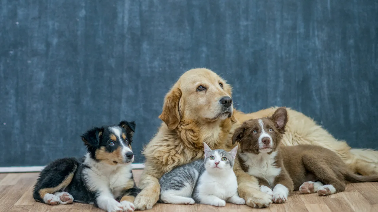Castração de cães e gatos