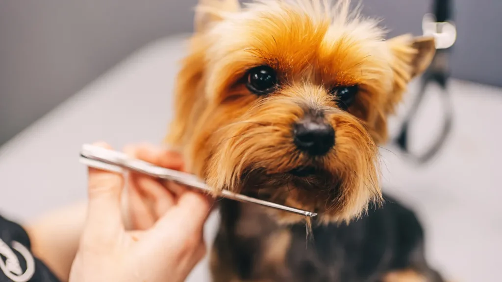 petshop banho e tosa em são paulo petshop banho e tosa em são paulo