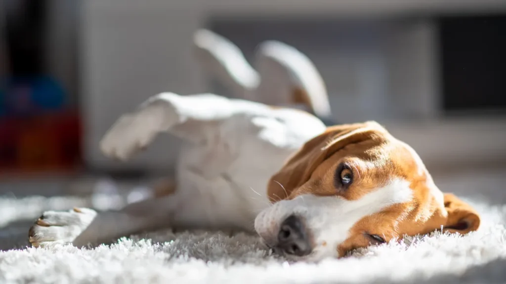 Os 12 melhores hotel para cachorro São Paulo
