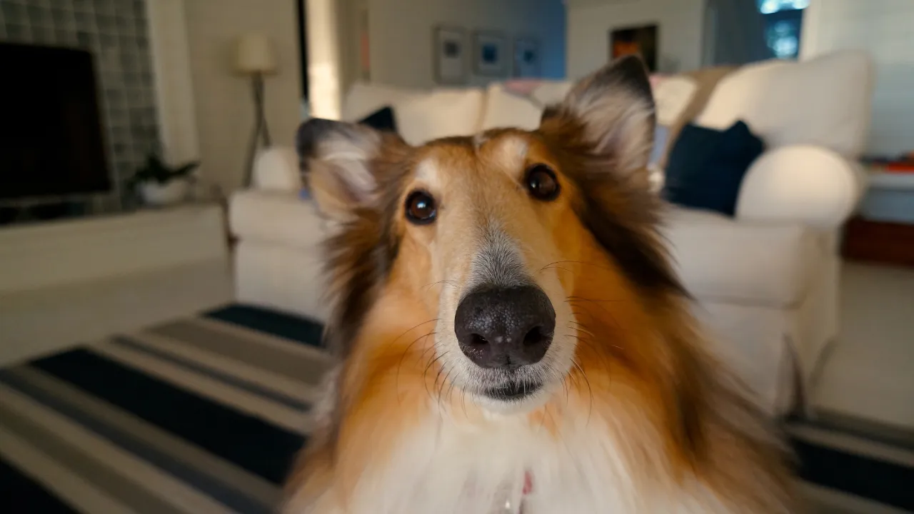 Os 12 melhores hotel para cachorro São Paulo: onde deixar seu peludo sem dó na consciência