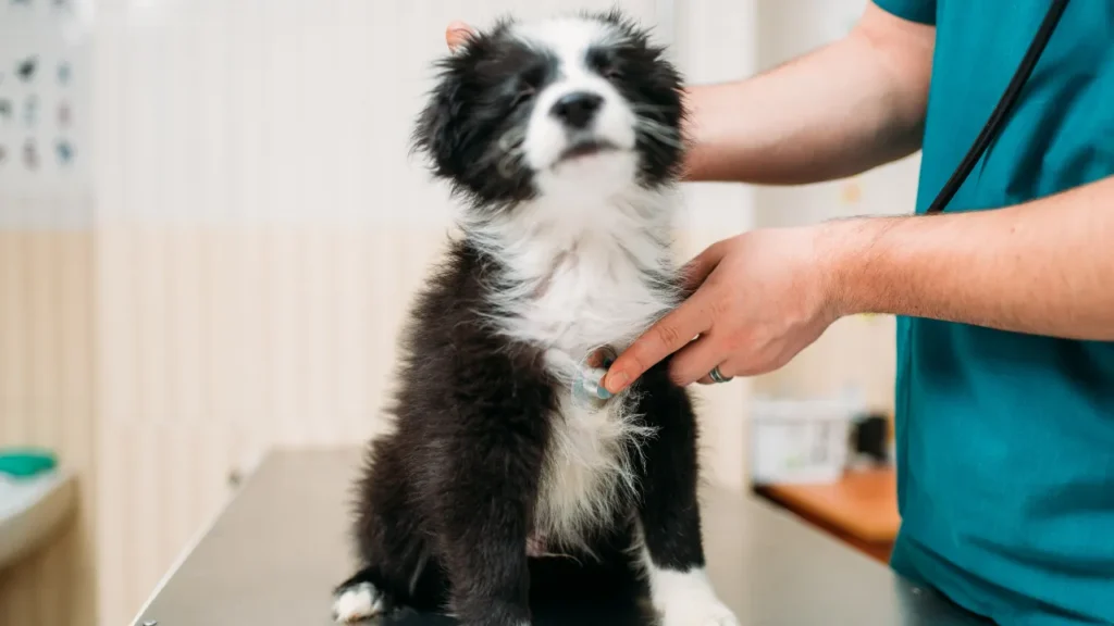 laboratórios veterinários em São Paulo