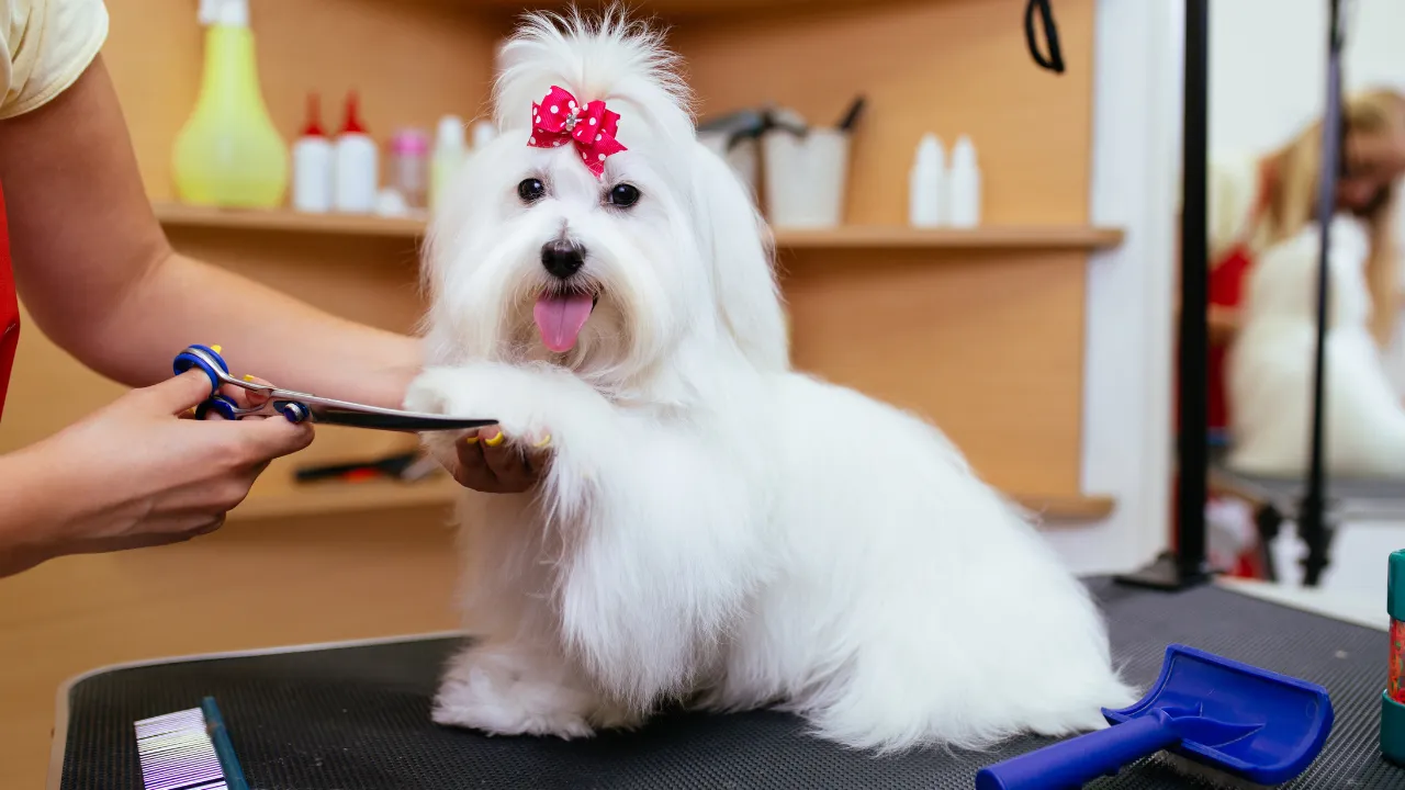 petshop banho e tosa em são paulo