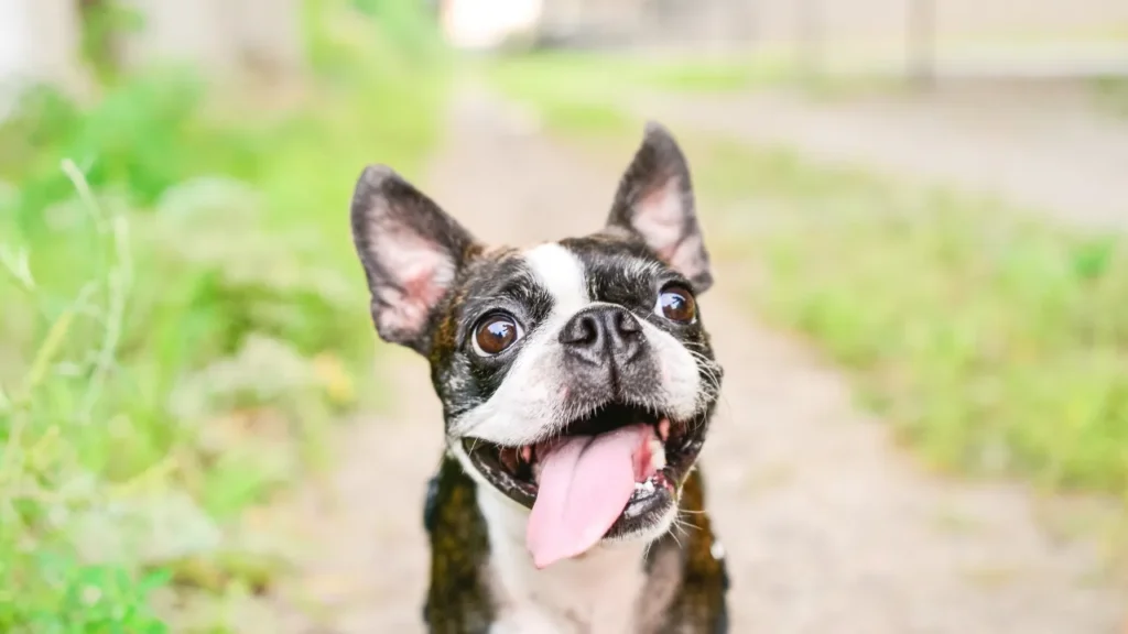 Qual a melhor idade para castração de cachorro? Qual a melhor idade para castração de cachorro?