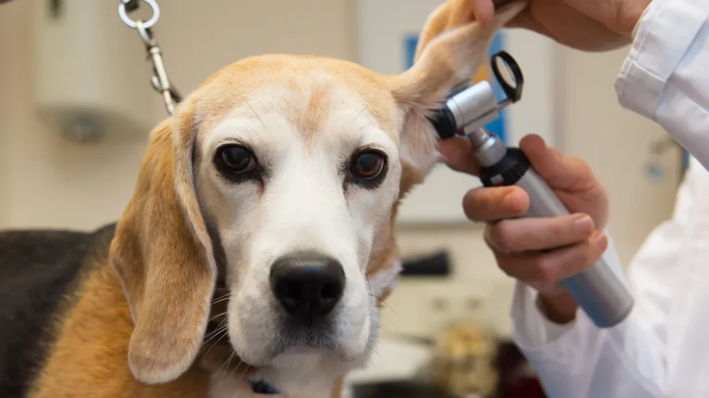 laboratórios veterinários em São Paulo laboratórios veterinários em São Paulo