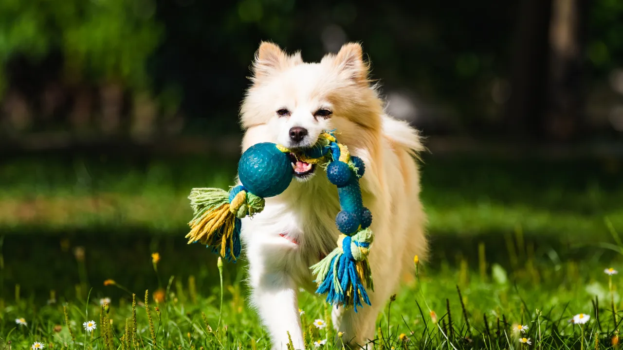 Qual a melhor idade para castração de cachorro?