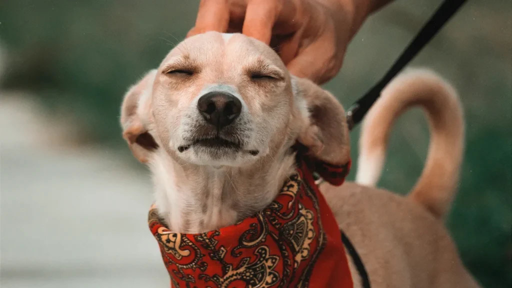 Castração de cães e gatos Castração de cães e gatos