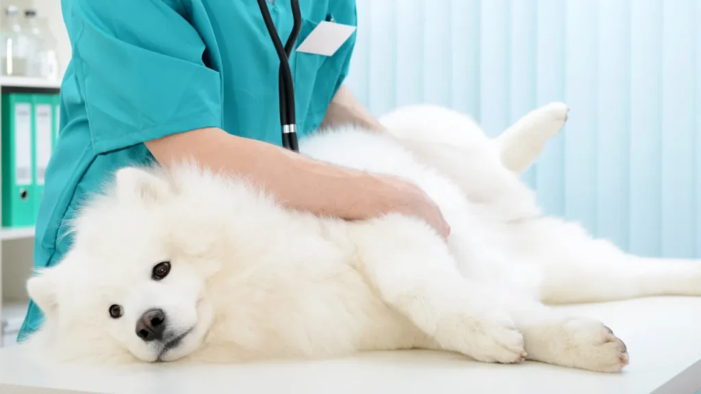 Guia essencial para encontrar o melhor centro veterinário cães e gatos 24h em São Paulo Guia essencial para encontrar o melhor centro veterinário cães e gatos 24h em São Paulo