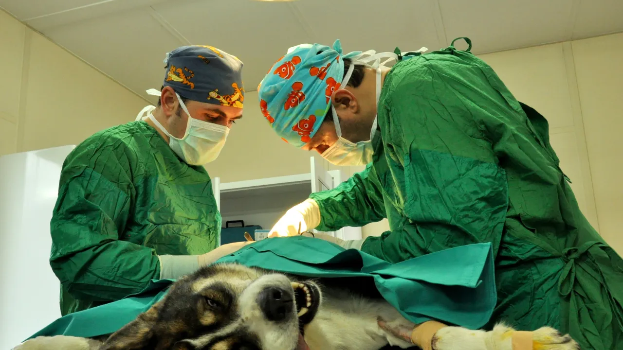 O que a necropsia veterinária realmente mostra