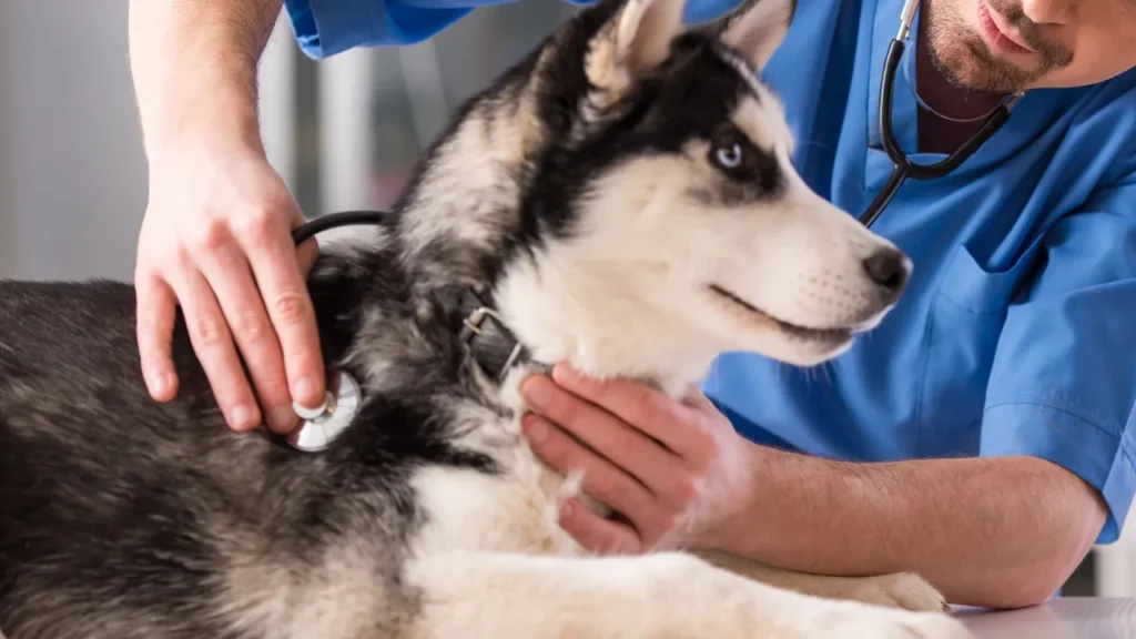 Guia essencial para encontrar o melhor centro veterinário cães e gatos 24h em São Paulo Guia essencial para encontrar o melhor centro veterinário cães e gatos 24h em São Paulo