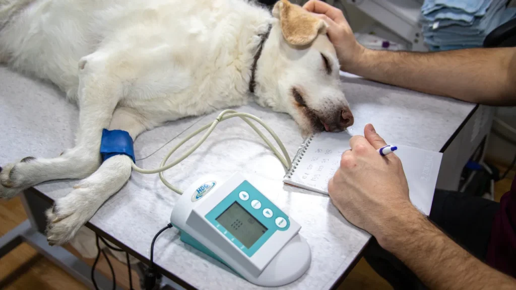 O que a necropsia veterinária realmente mostra O que a necropsia veterinária realmente mostra