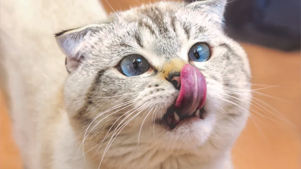 Castração de cães e gatos