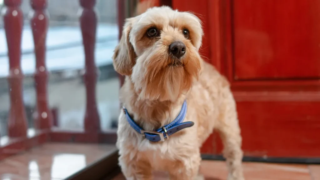Qual a melhor idade para castração de cachorro? Qual a melhor idade para castração de cachorro?