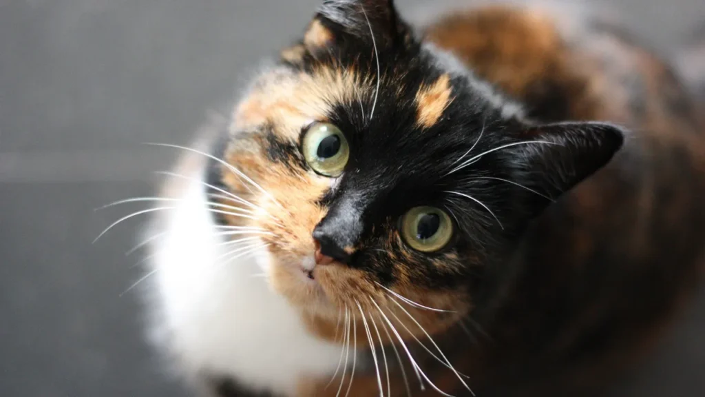 Castração de cães e gatos