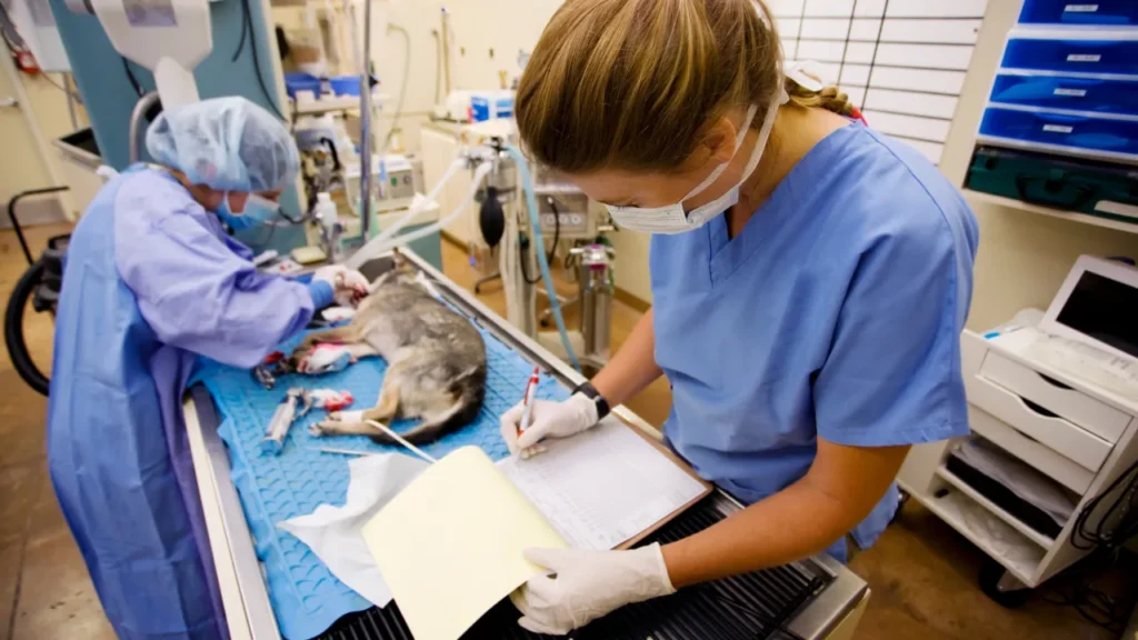 O que a necropsia veterinária realmente mostra O que a necropsia veterinária realmente mostra