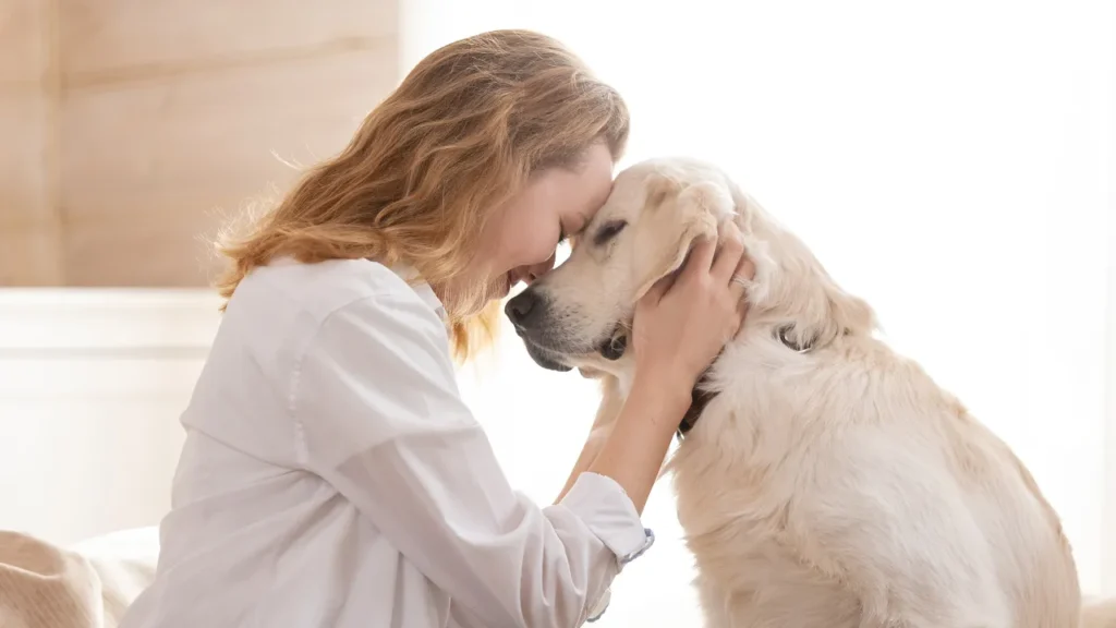 Hotel para cachorro são paulo preço Hotel para cachorro em São Paulo