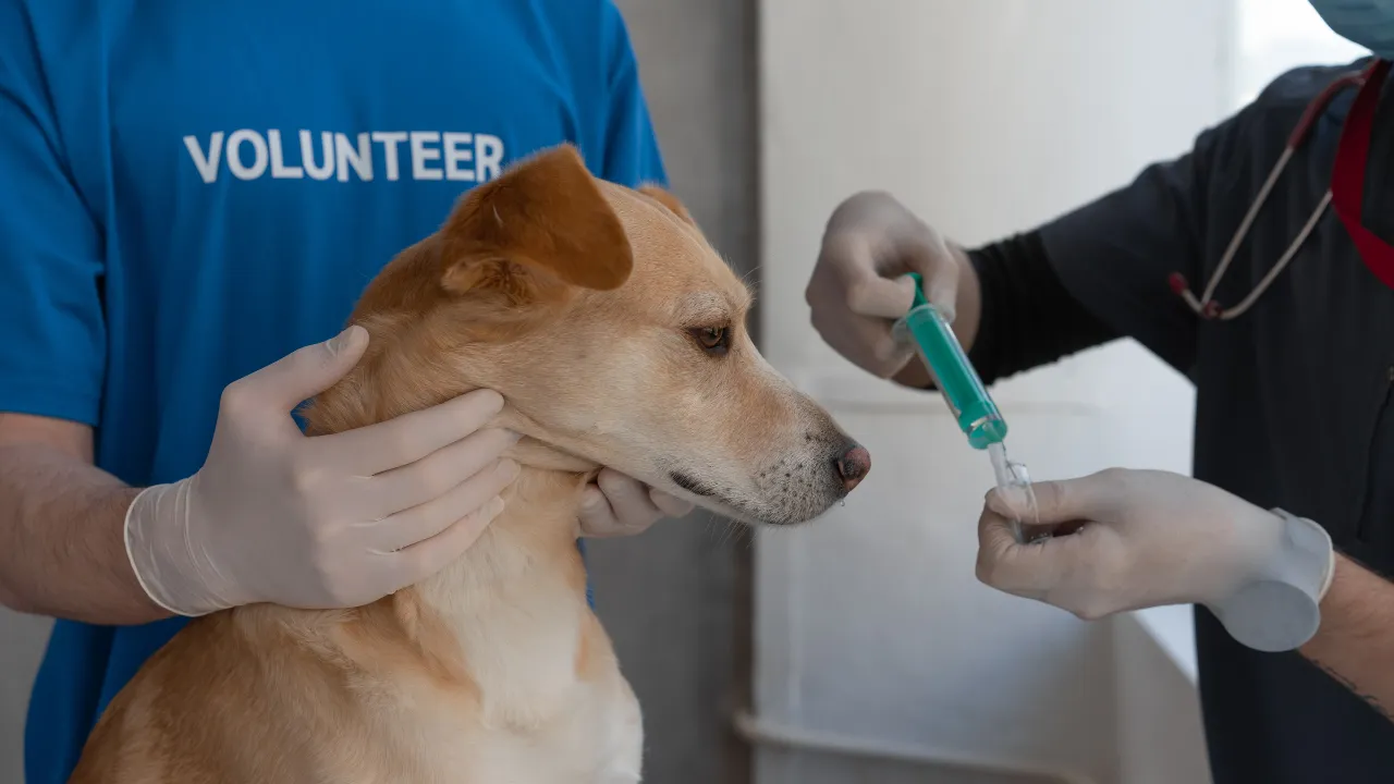 laboratórios veterinários em São Paulo
