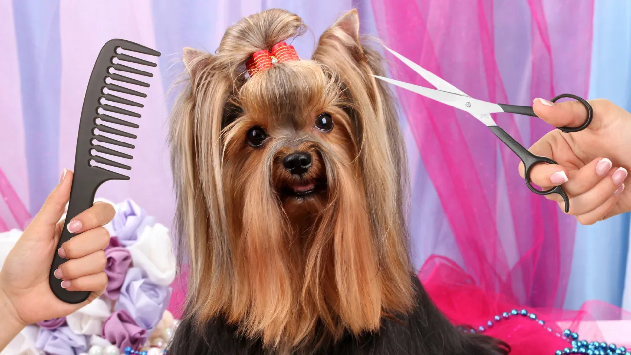 Preço banho e tosa em São Paulo: quanto você vai gastar para deixar seu dog cheiroso