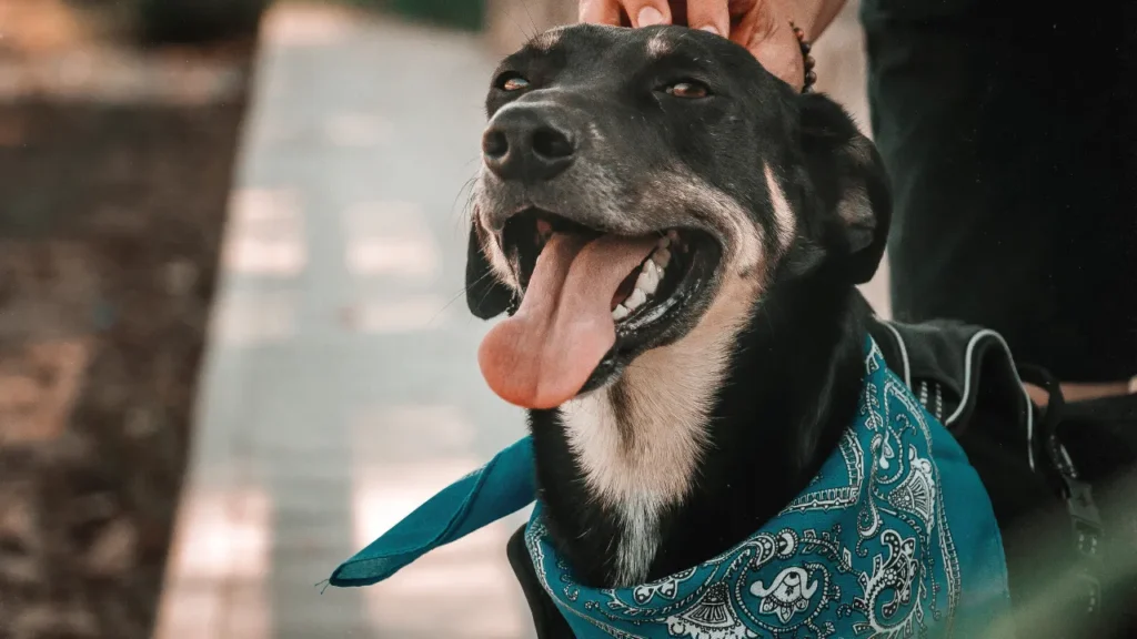 Qual a melhor idade para castração de cachorro? Qual a melhor idade para castração de cachorro?