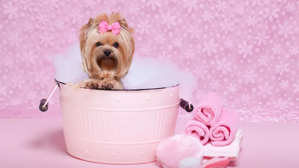 petshop banho e tosa em são paulo