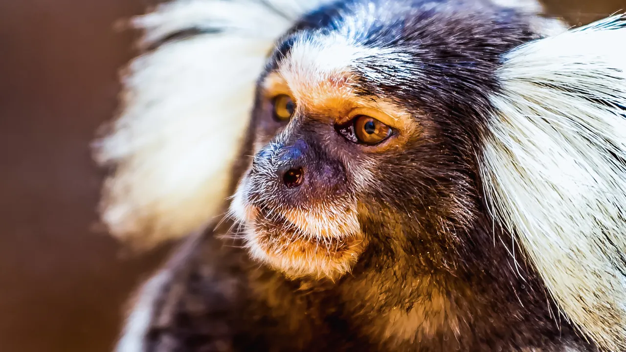 Guia completo da lista de animais silvestres permitidos pelo IBAMA 2025