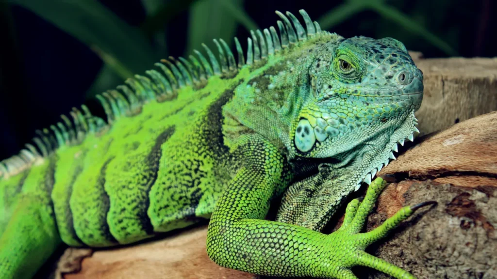 Guia completo da lista de animais silvestres permitidos pelo IBAMA 2025 Guia completo da lista de animais silvestres permitidos pelo IBAMA 2025