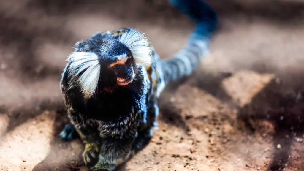 Guia completo da lista de animais silvestres permitidos pelo IBAMA 2025 Guia completo da lista de animais silvestres permitidos pelo IBAMA 2025