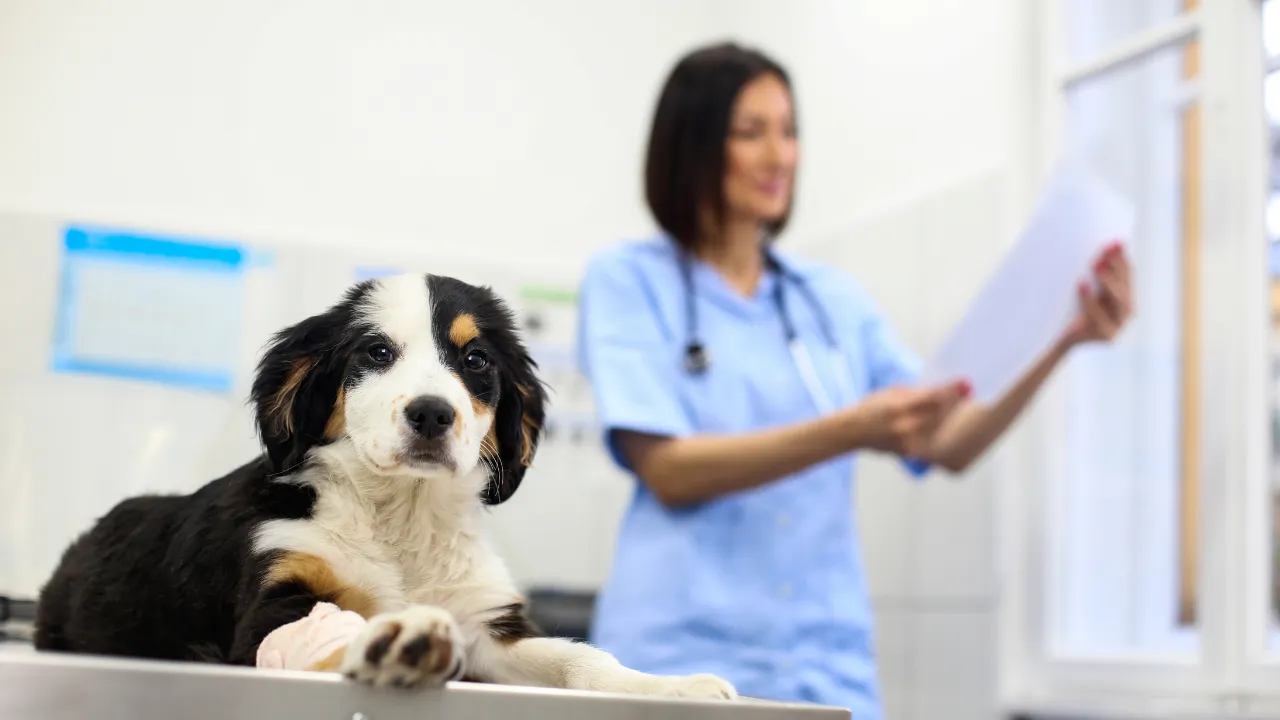 7 Melhores Veterinários em São Paulo em 2025: Onde Levar Seu Pet com Segurança e Confiança