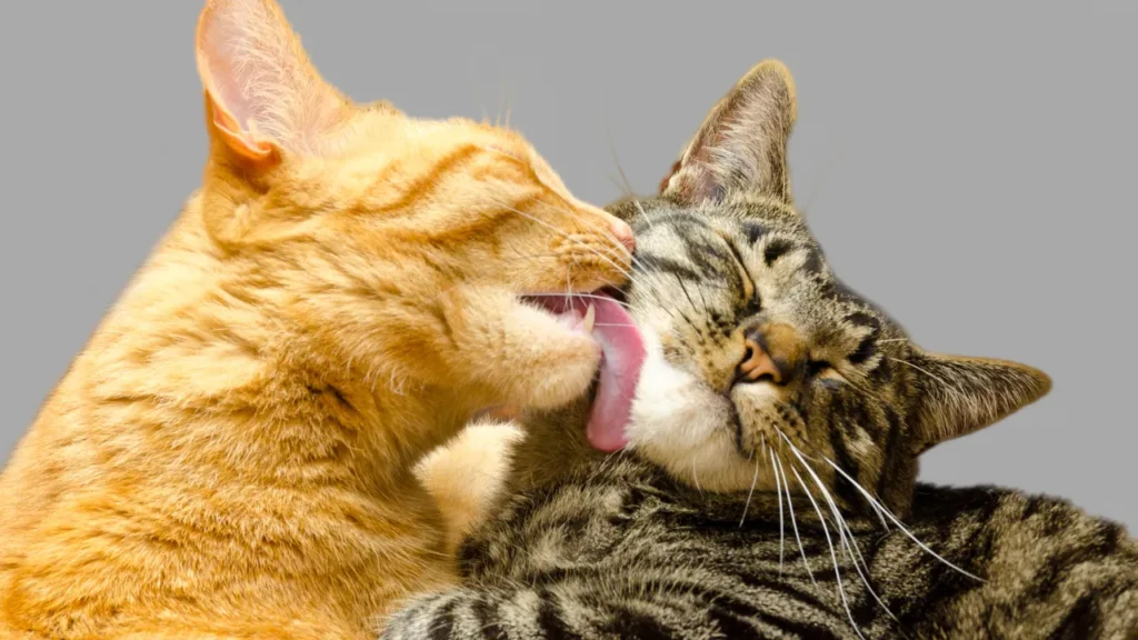 Teste FIV e FeLV: como proteger seu gato