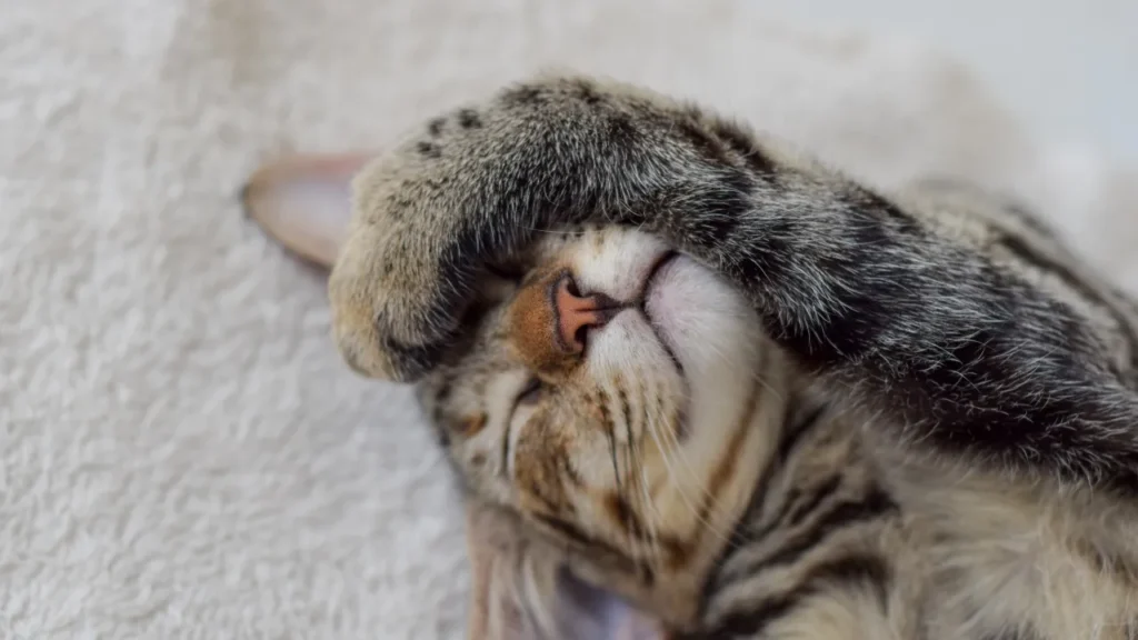 Sintomas de FIV e FeLV