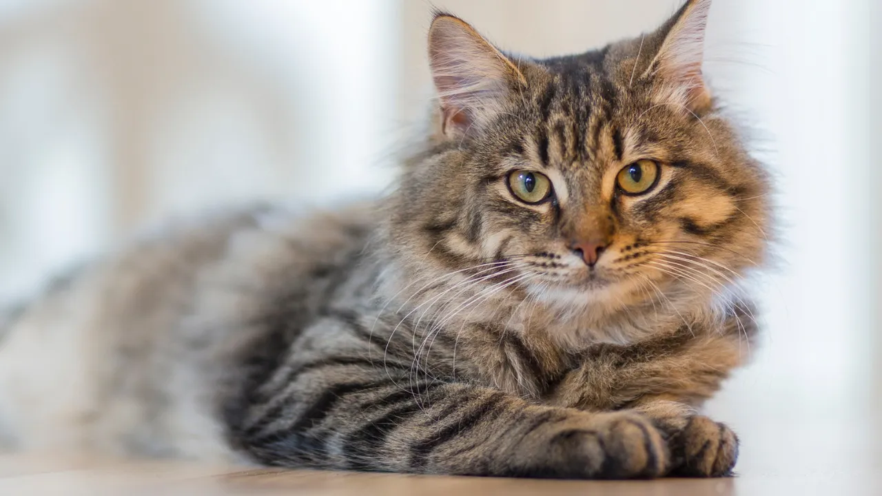 Sintomas de FIV e FeLV: como reconhecer os sinais em seu gato?