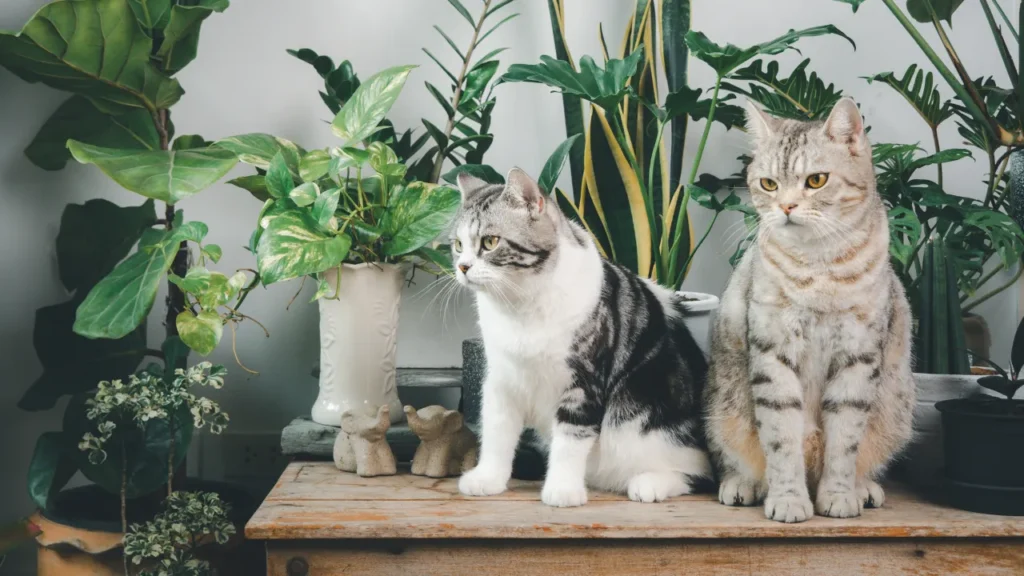 Sintomas de FIV e FeLV