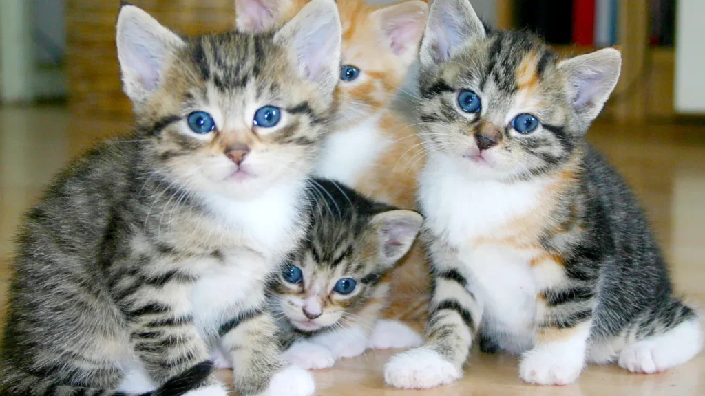 FIV e FeLV: como proteger seu gato dessas doenças silenciosas
