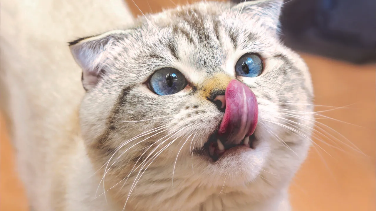 FIV e FeLV: como proteger seu gato dessas doenças silenciosas