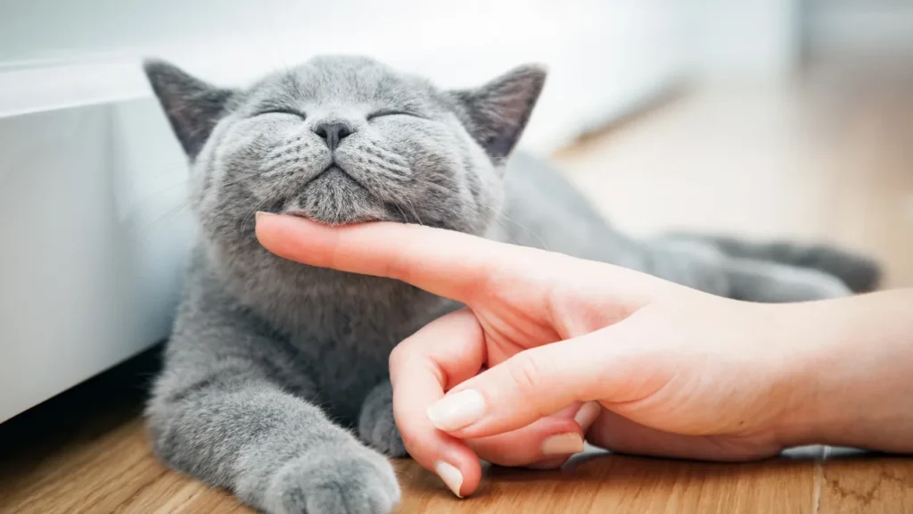 Teste FIV e FeLV: como proteger seu gato