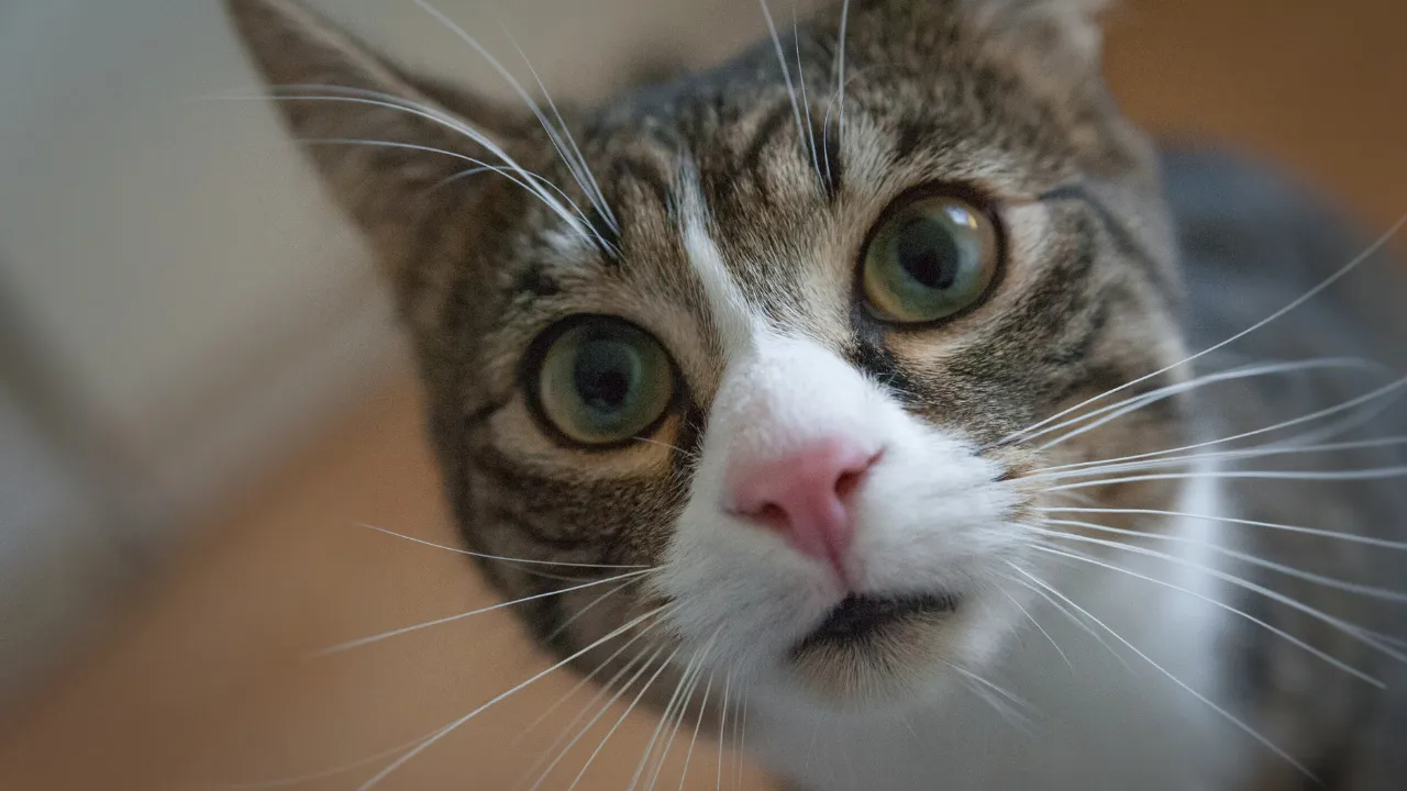 Teste FIV e FeLV: como proteger seu gato das doenças mais perigosas
