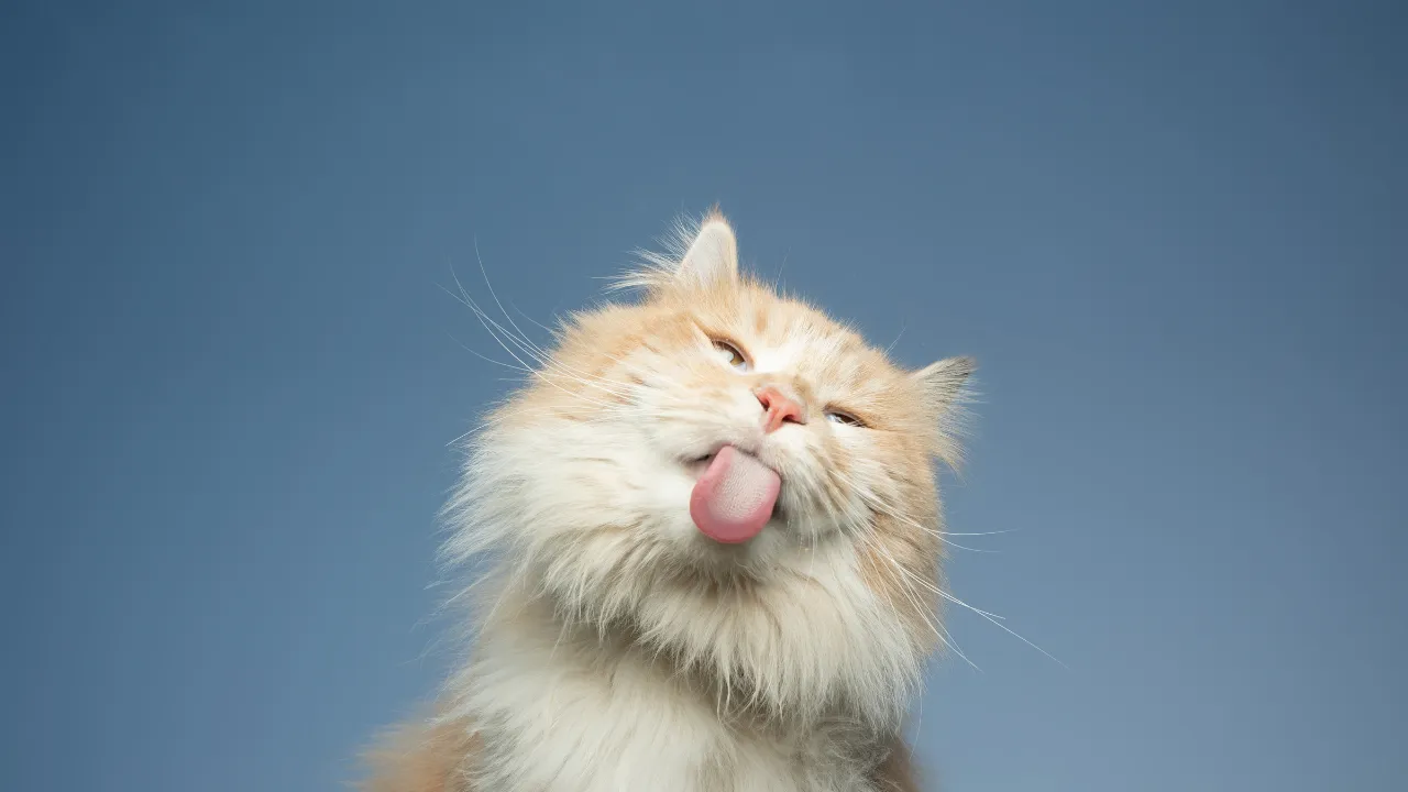 Teste de FIV e FeLV: porque seu gato precisa fazer este exame urgente